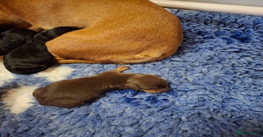 Dachshund dogs - Advert 6