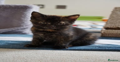 Mixed Breed cats - Advert 12