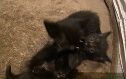 Mixed Breed cats for sale: Playful kittens for sale  - Image 6