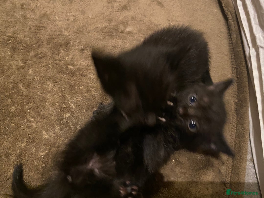 Mixed Breed cats for sale: Playful kittens for sale  - Image 6