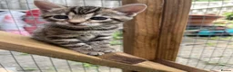 Bengal cats for sale: Bengal / British shorthair  - Advert 3