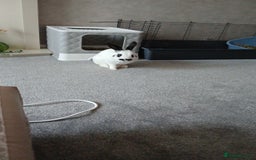 English rabbits for sale: Male rabbit - Image 3