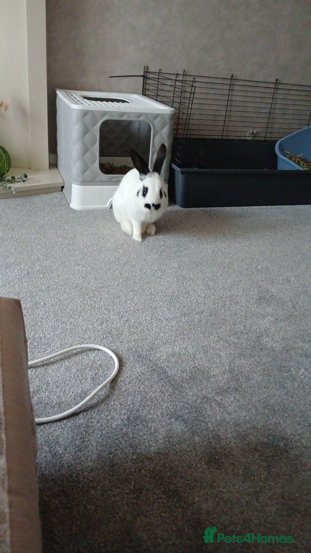 English rabbits for sale: Male rabbit - Image 3