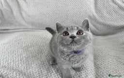 British Shorthair cats for sale: READY NOW 😻Pedigree BSH with perks in Swindon - Image 13