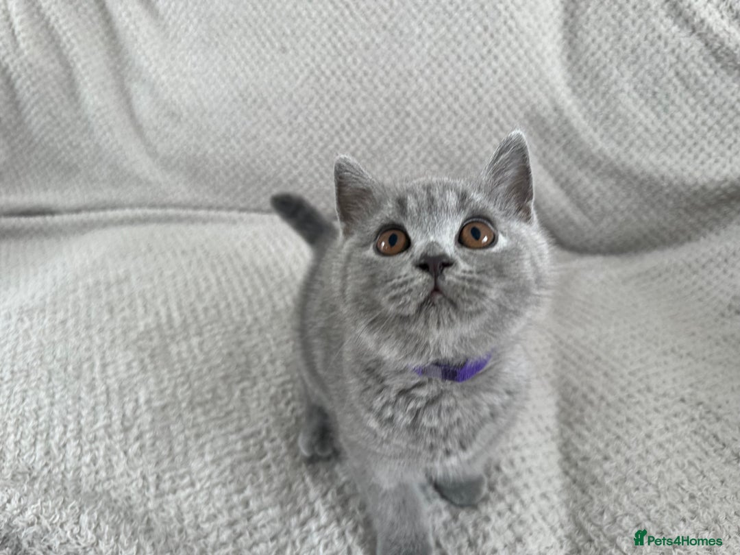 British Shorthair cats for sale: READY NOW 😻Pedigree BSH with perks in Swindon - Image 13