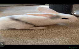 Mini Lop rabbits for sale: Mini Lop/Lion Lop babies - Image 14