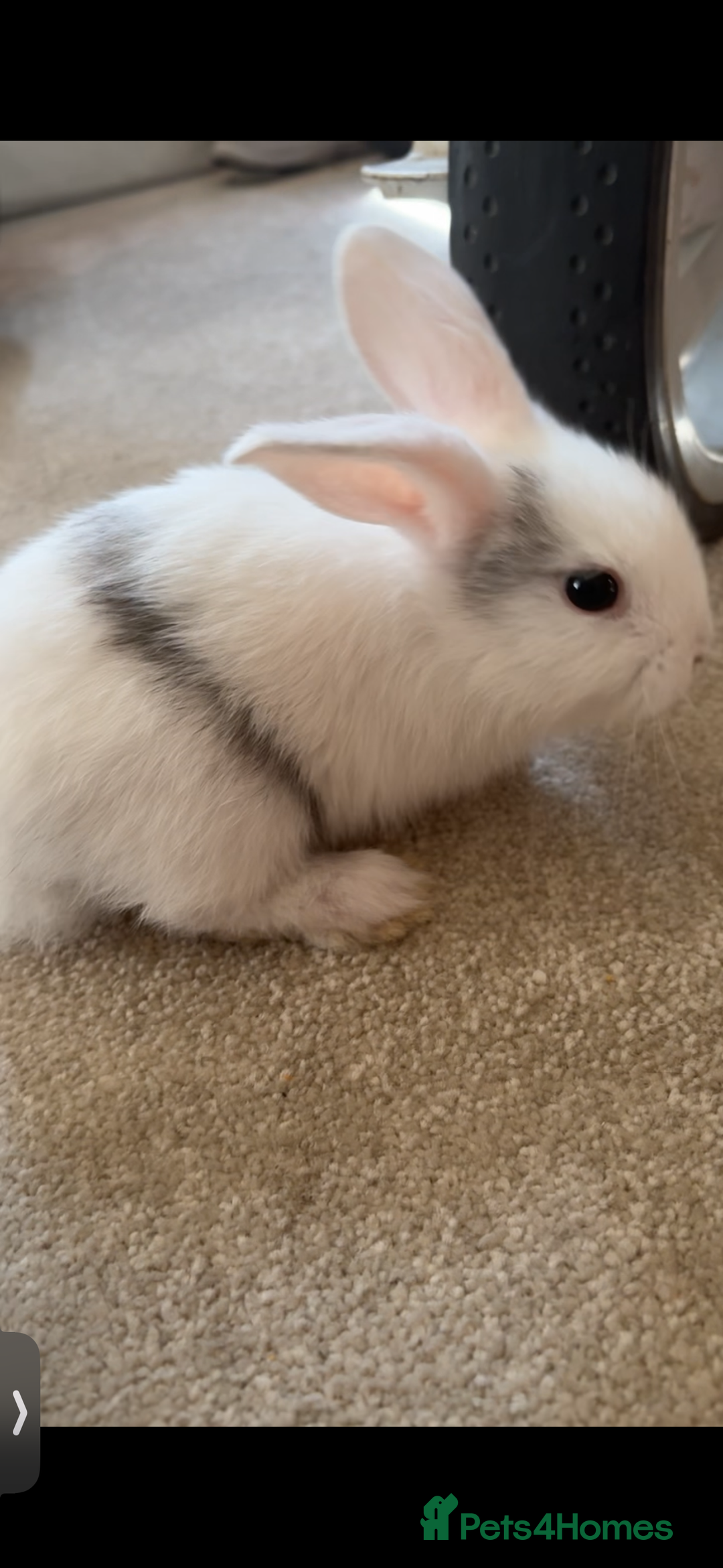 Mini Lop rabbits for sale: Mini Lop/Lion Lop babies - Image 14
