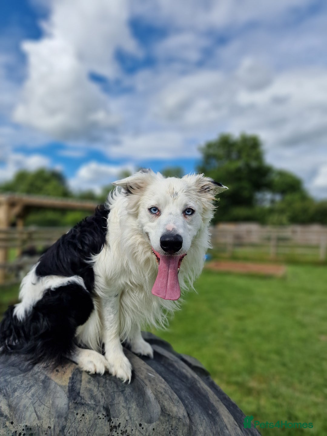 Border Collie dogs for sale: Dog for rehoming - Advert 5