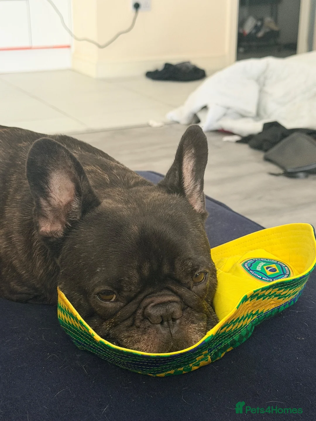 French Bulldog dogs for sale: New home for my baby  - Advert 2