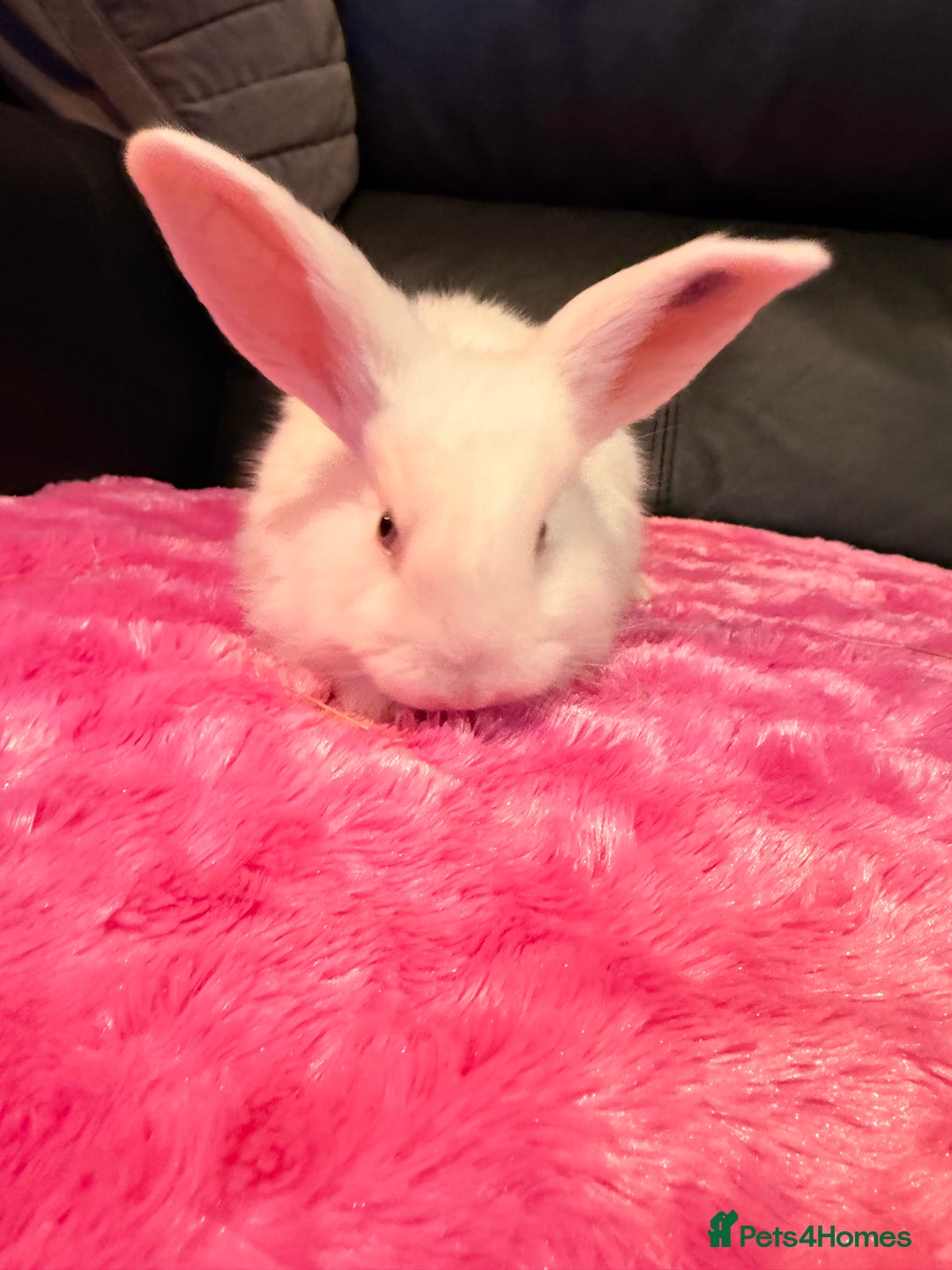 French Lop rabbits for sale: 2 LEFT! 8 Giant French lop x mini lop babies  - Advert 17