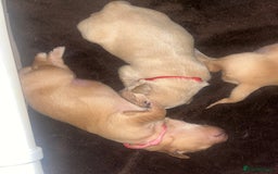 Golden Retriever dogs for sale: Pure bred Golden Retriever puppies - Image 20