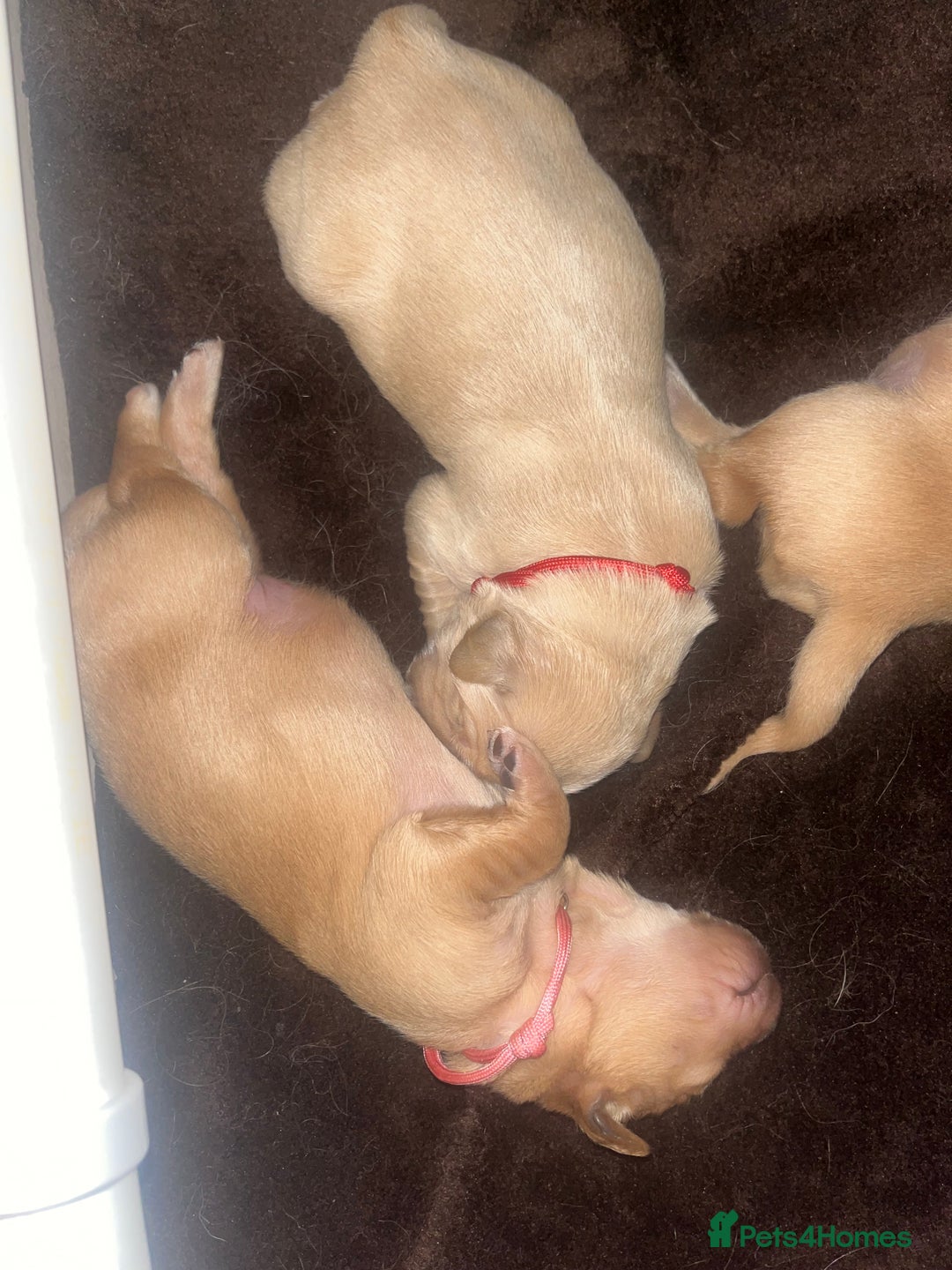 Golden Retriever dogs for sale: Pure bred Golden Retriever puppies - Image 20