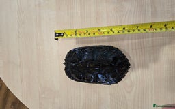 Turtle reptiles for sale: 3x Yellow slider turtles - Image 10
