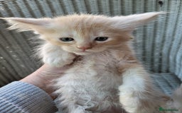 Maine Coon cats for sale: Beautiful chunky TICA reg boy for sale! - Image 3