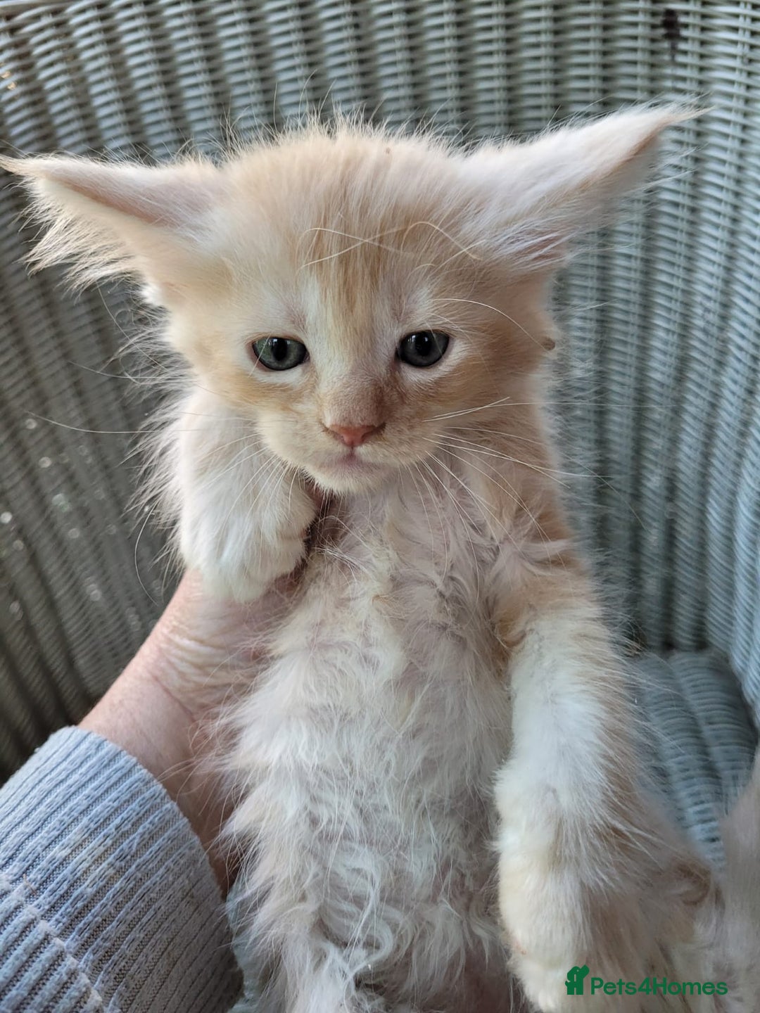 Maine Coon cats for sale: Beautiful chunky TICA reg boy for sale! - Image 3