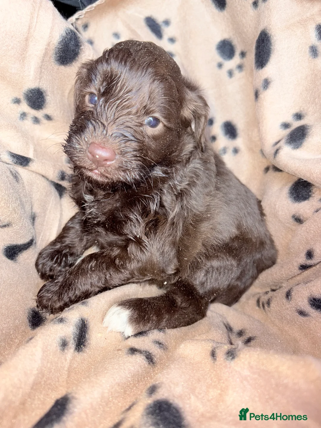 Cockapoo dogs for sale: Cockapoo puppys - Advert 2