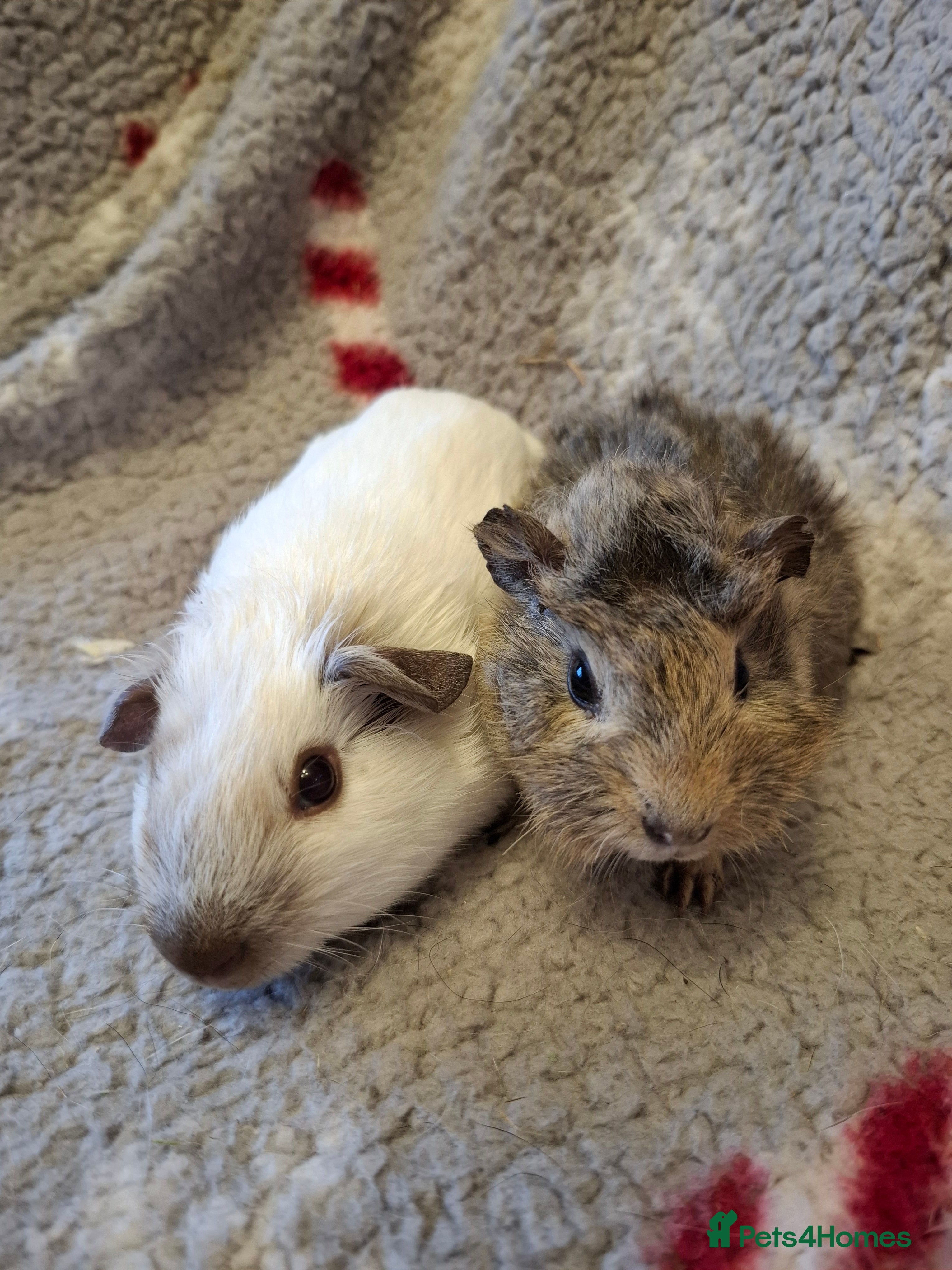 Guinea Pig rodents Sheltie Baby Guinea pigs Boys & Girls - Advert 13