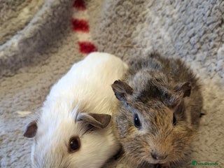 Guinea Pig rodents Sheltie Baby Guinea pigs Boys & Girls - Advert 13