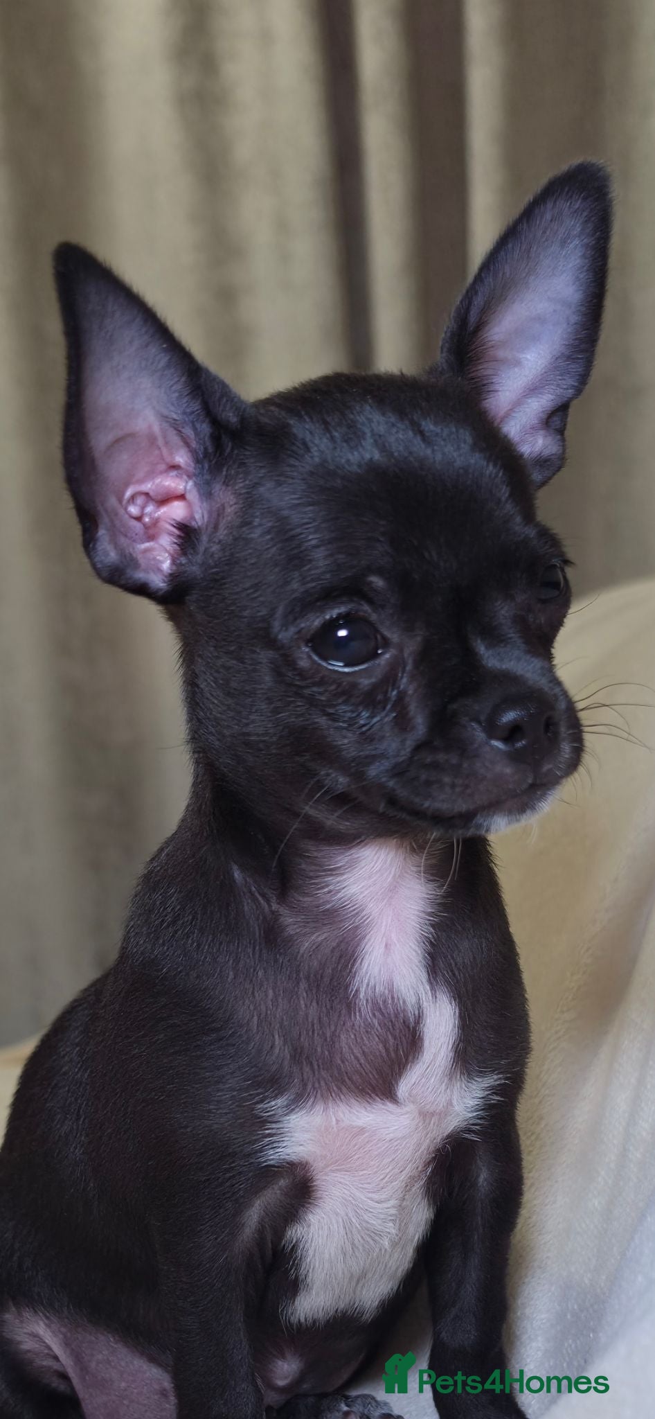 Chihuahua dogs 🐾Chihuahua Girls ready for forever loving homes - Advert 1