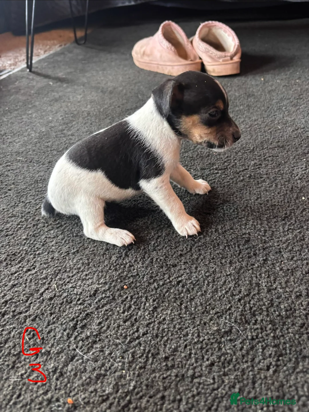 Jack Russell dogs for sale: Lovely small jack Russell pups  - Advert 4