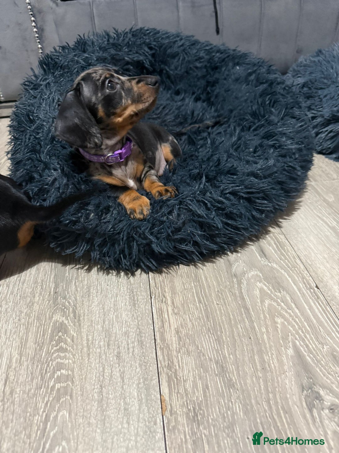 Miniature Dachshund dogs for sale: 8 Week Old Miniature Dachshund Puppies  - Advert 13