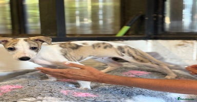 Whippet dogs - Advert 1