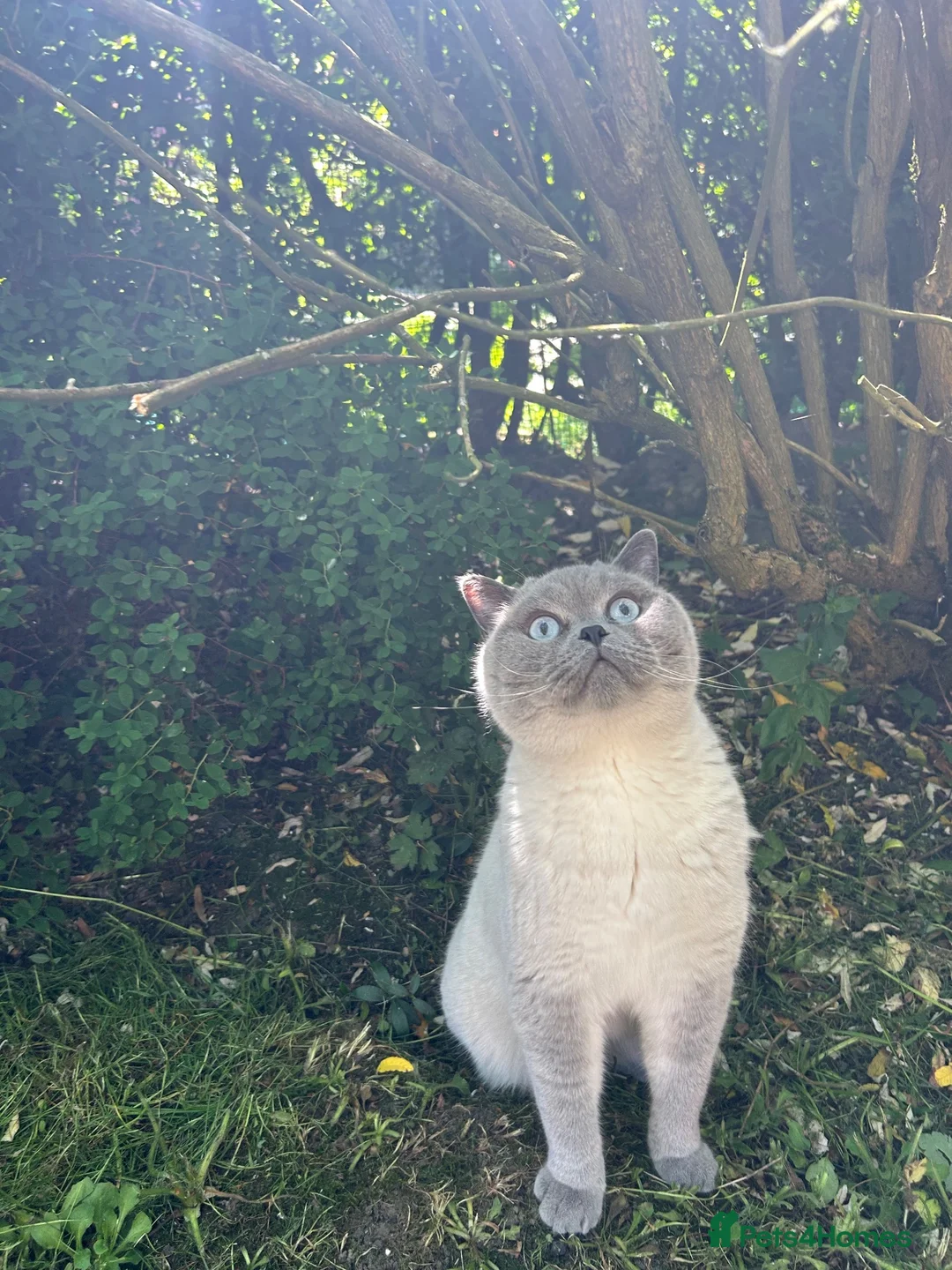 British Shorthair cats for sale: Grey British Shorthair Full Breed  - Advert 1