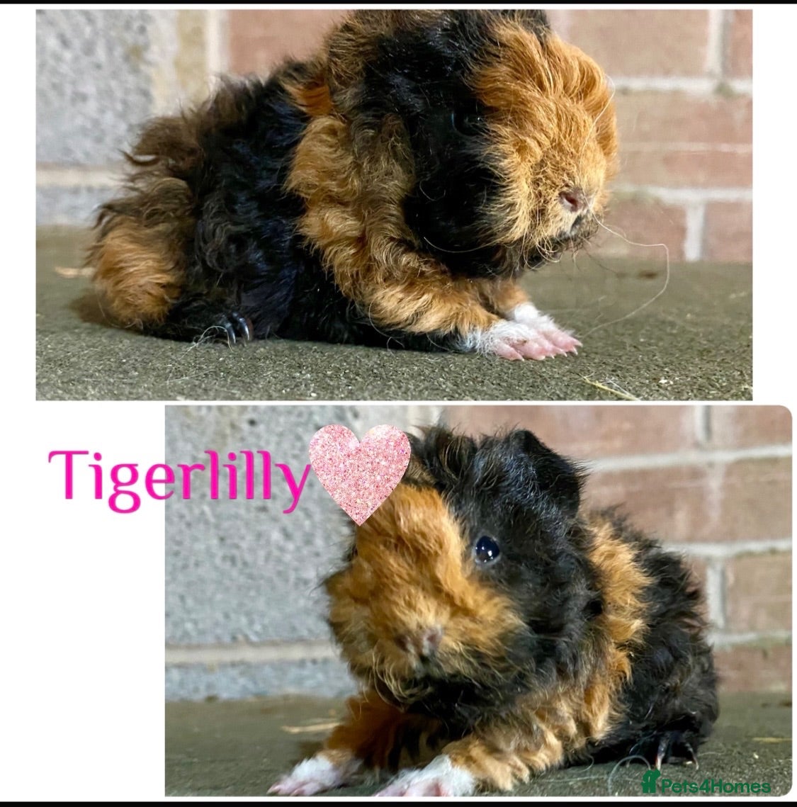 Guinea Pig rodents Pedigree Lunkarya Guinea pigs  - Advert 1