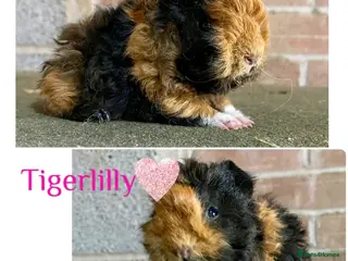 Guinea Pig rodents Pedigree Lunkarya Guinea pigs - Advert 1