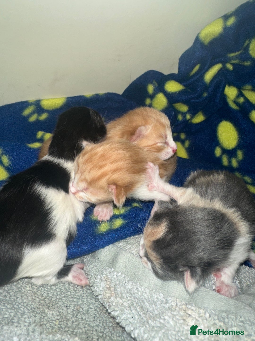 British Shorthair cats for sale: Kittens for loving homes  - Image 6