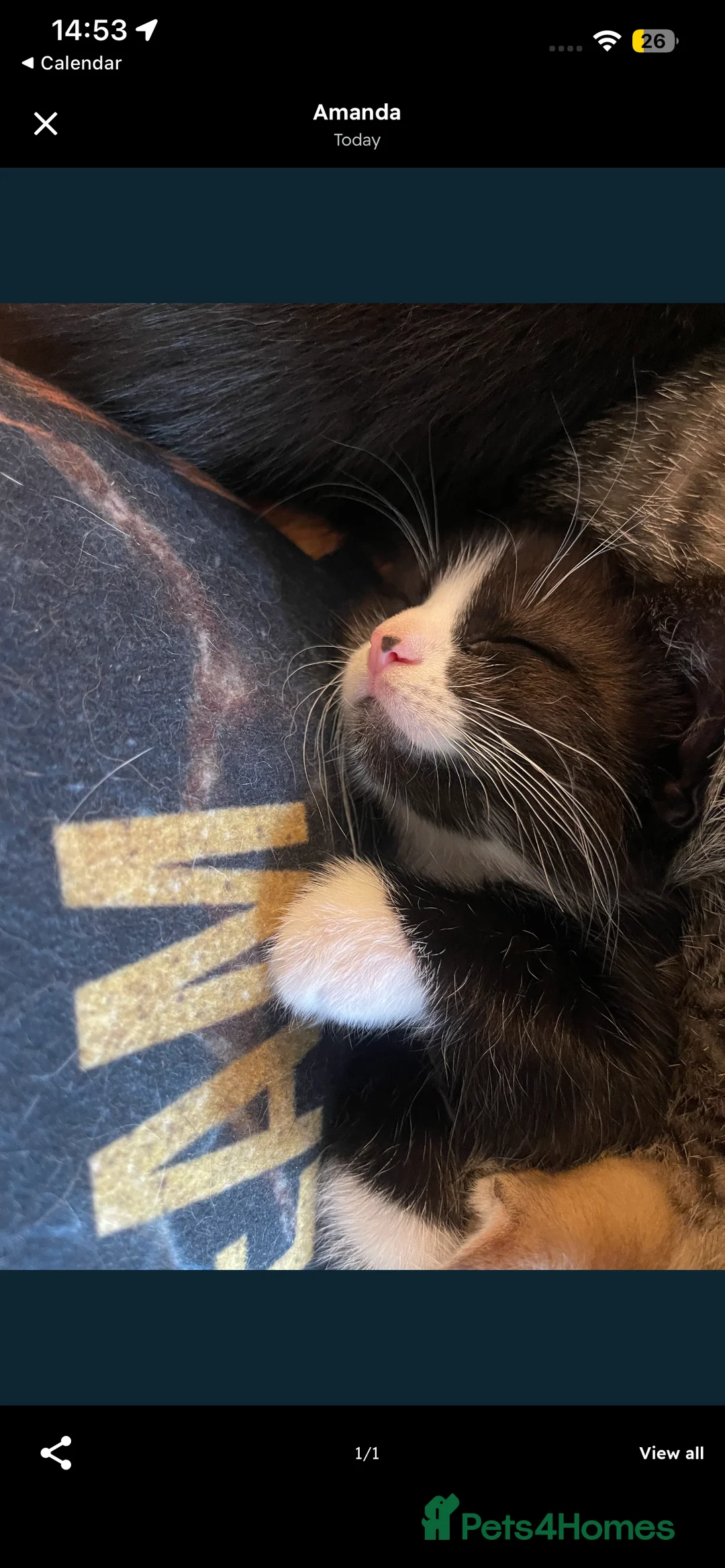 British Shorthair cats for sale: Gorgeous 9 Week Old Black & White Male Kitten - Advert 6