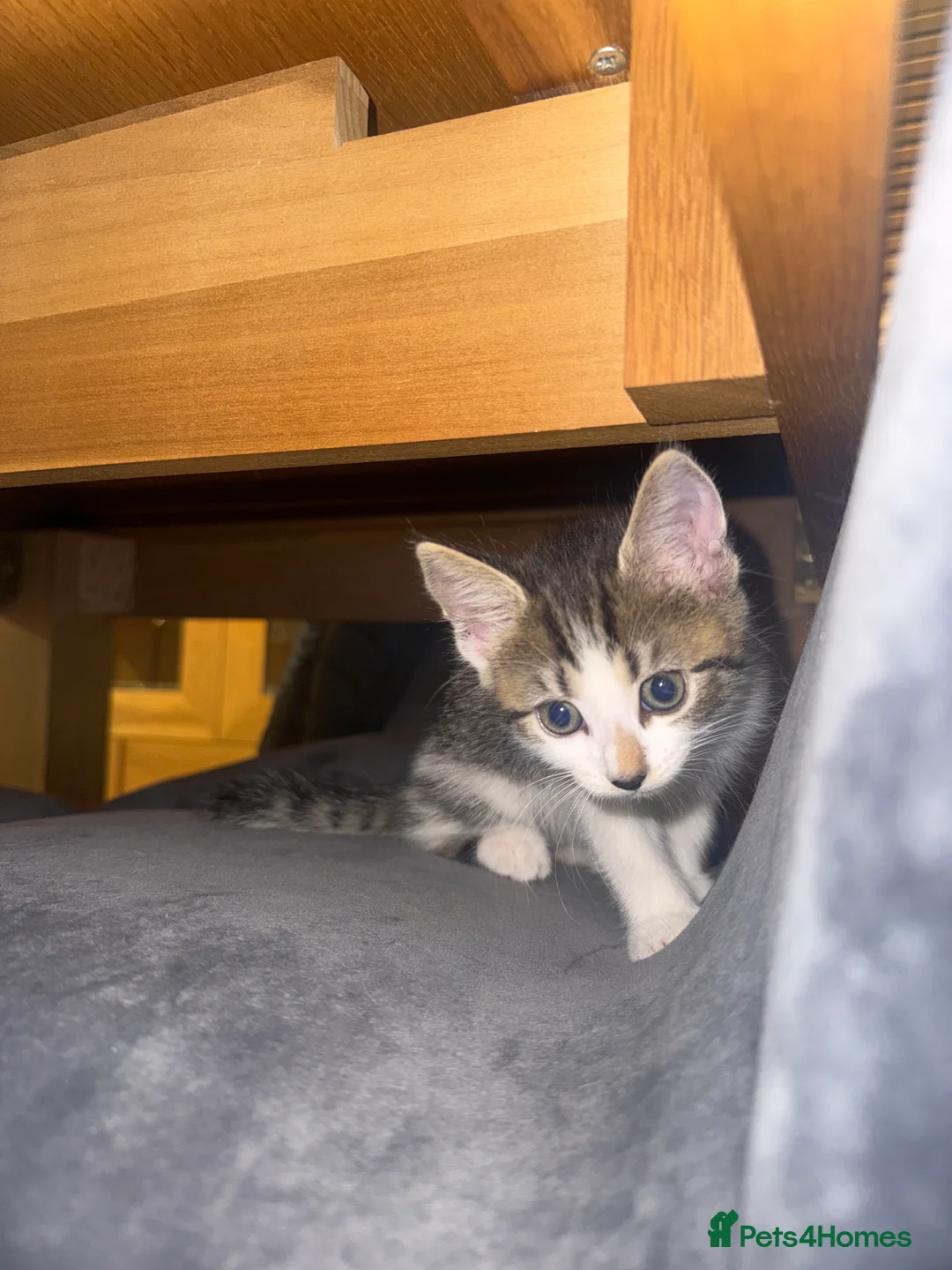 Mixed Breed cats for sale: 6 gorgeous kittens for sale - Advert 2