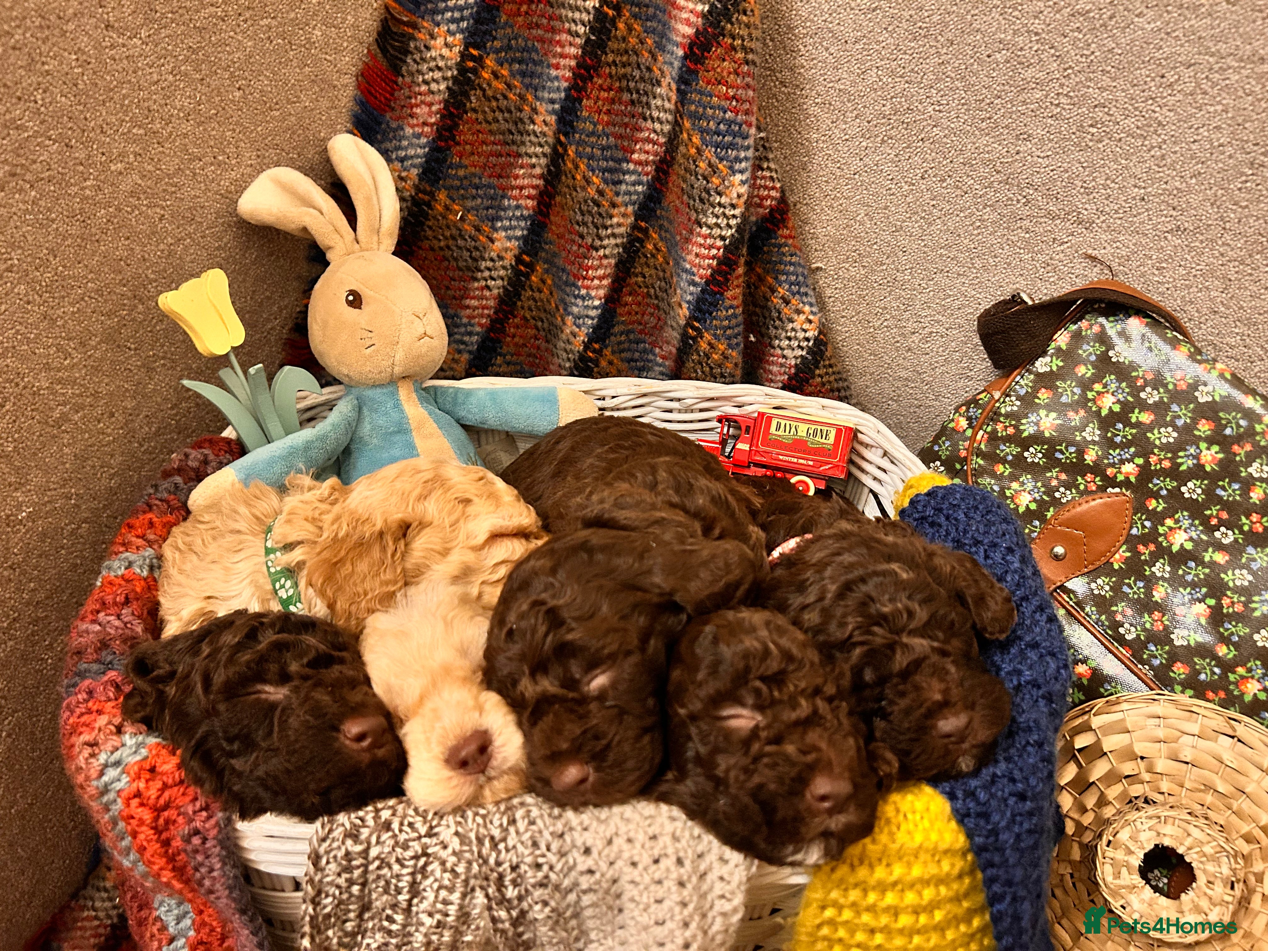 Lagotto Romagnolo dogs Spring Lagotto Romagnolo puppies - Advert 1