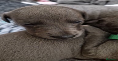 Whippet dogs - Advert 2
