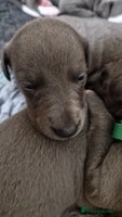 Whippet dogs - Advert 2