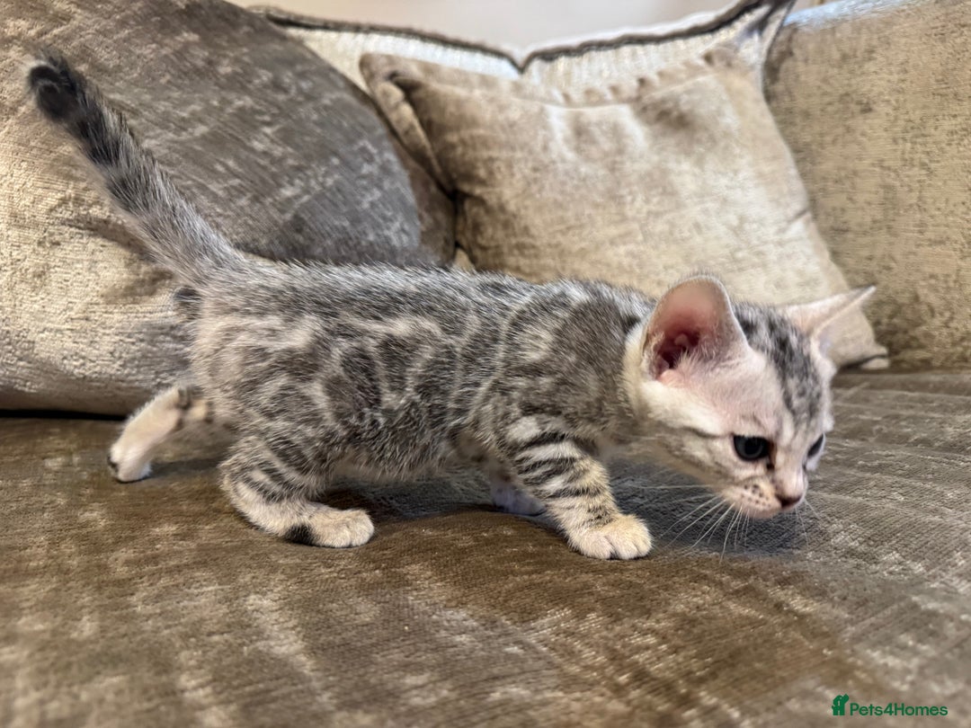 Bengal cats for sale: Exceptional TICA Registered Bengals- Champion Line - Advert 13