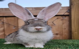 Continental Giant rabbits for sale: Continental Giant  - Image 2