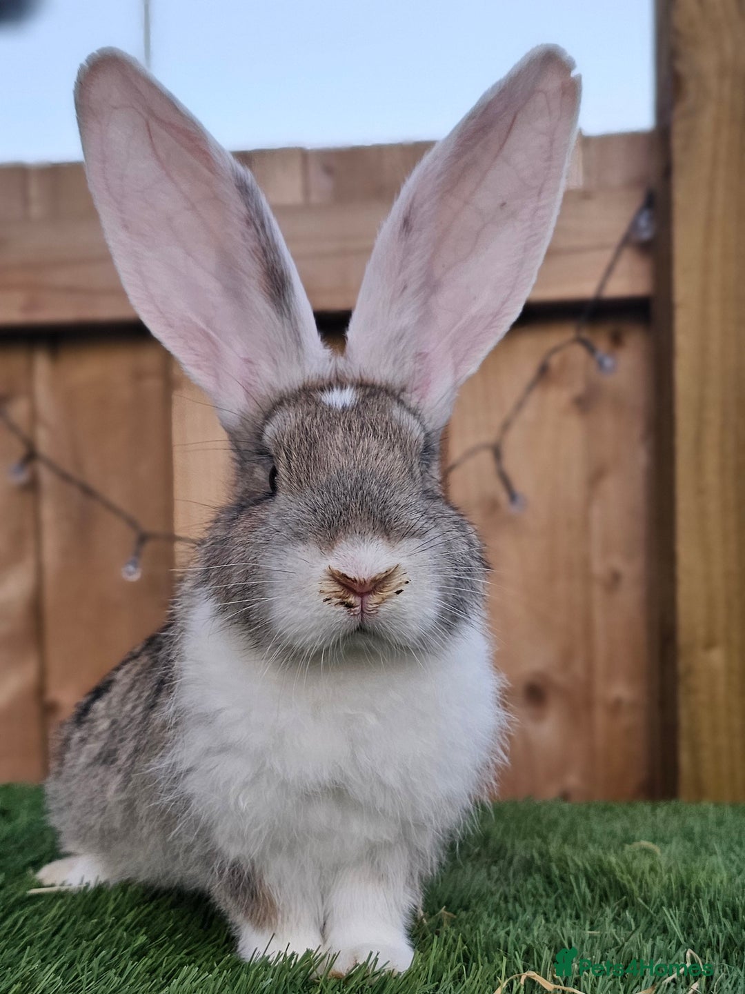 Continental Giant rabbits for sale: Continental Giant  - Image 2