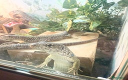 Lizard reptiles for sale: Free jewelled lacertas read description  - Image 1