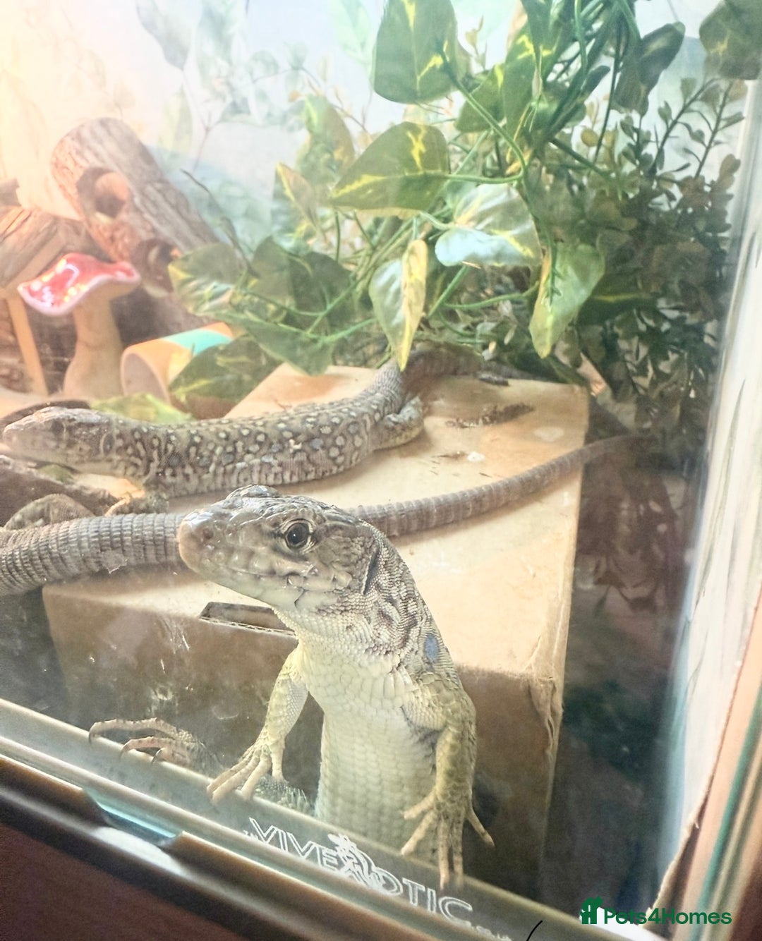 Lizard reptiles for sale: Free jewelled lacertas read description  - Image 1