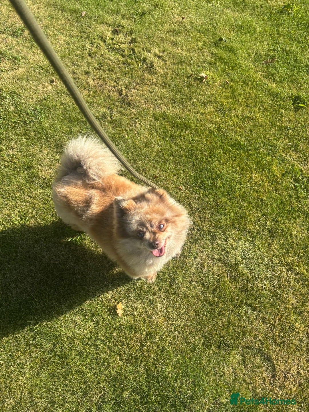 Pomeranian dogs for sale: 2 x pomeranians - Image 26
