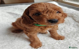 Cockapoo dogs for sale: Gorgous F1B Cockapoo Puppies ready 12th October  - Image 18