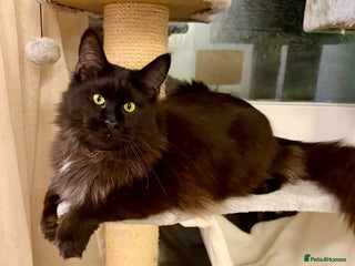 Maine Coon cats Gorgeous Black Smoke Purebred Maine Coon - Advert 12