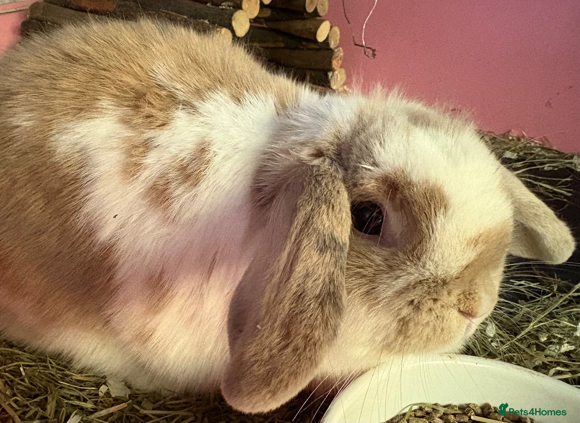 Mini Lop rabbits for sale: Mini lop doe - Advert 8