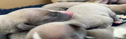 Whippet dogs for sale: KC Registered Whippet Puppies   - Advert 2