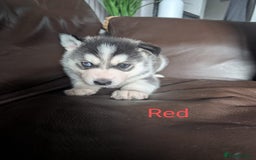 Siberian Husky dogs for sale: Beautiful Siberian husky puppies - Image 8