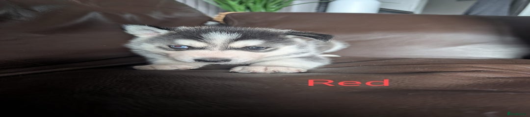 Siberian Husky Puppy 4