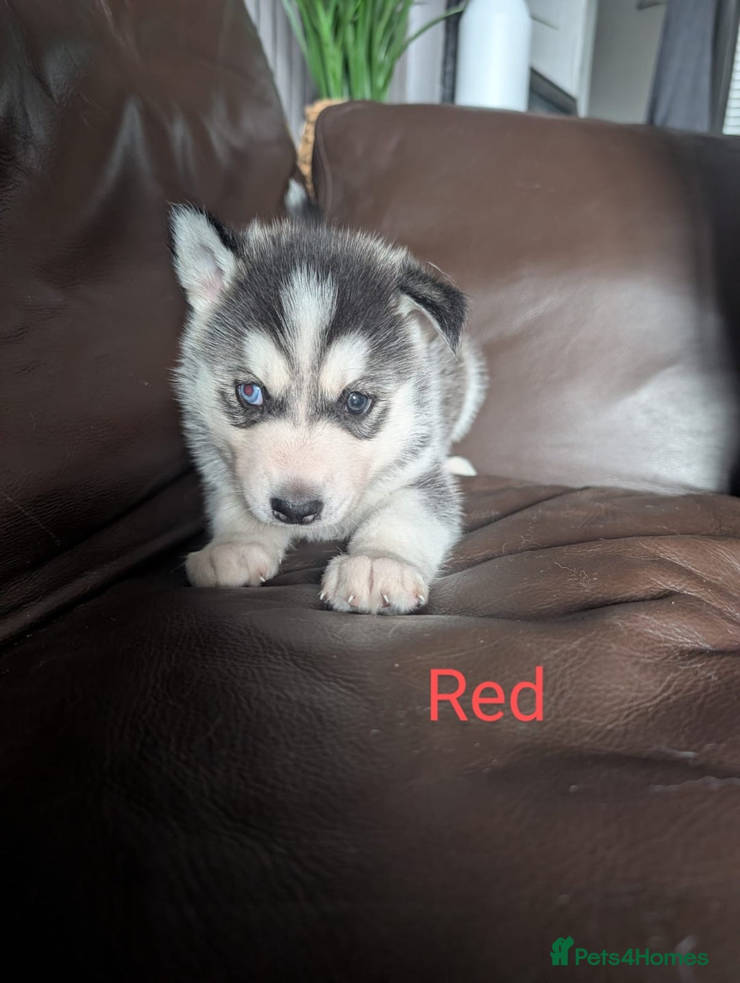 Siberian Husky dogs for sale: Beautiful Siberian husky puppies - Image 8