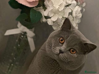 British Shorthair cats STUD Buddy the bear - Advert 1