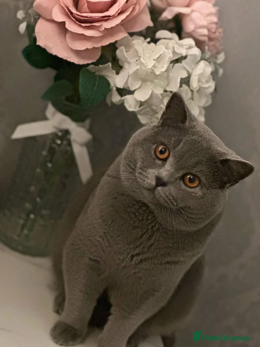 British Shorthair cats for stud: STUD Buddy the bear - Advert 1